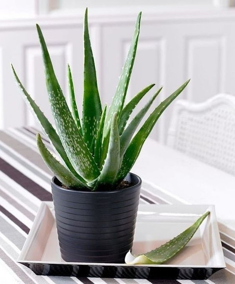 aloe vera plant price Aloe Vera