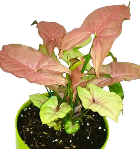 ぷっぷっぷりん Greenearth Philodendron Pink Princess Plant, ZZ Plant Price in