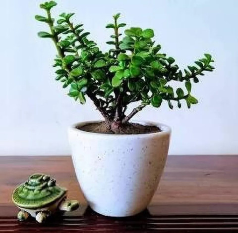 Abhishek Singh ZZ Plant Price in India - Buy Abhishek Singh ZZ Plant online  at Flipkart.com