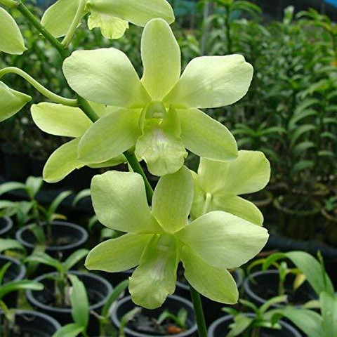 FURYHUB Lily Plant Price in India - Buy FURYHUB Lily Plant online