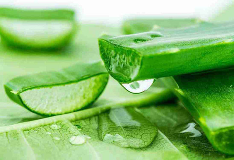 KUMUBON Aloe Vera Plant Price in India - Buy KUMUBON Aloe Vera Plant online  at Flipkart.com