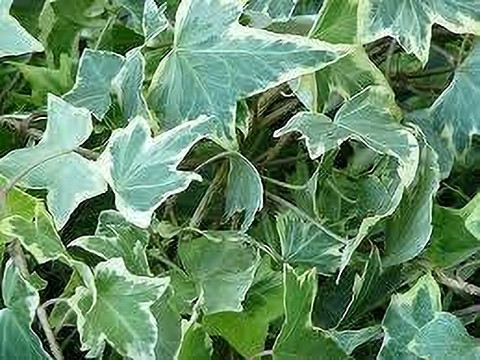 KPL LVY Ivy Plant Price in India - Buy KPL LVY Ivy Plant online at