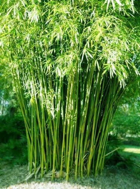 buy chinese money plant Chinese Money Plant (Pilea Peperomioides)  Rolling Greens