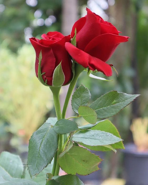 planttrrarium Rose Plant Price in India - Buy planttrrarium Rose Plant  online at Flipkart.com