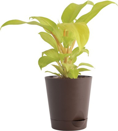 Cloud Farm ZZ Plant Price in India - Buy Cloud Farm ZZ Plant