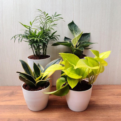 CAPPL Snake Plant, Money Plant, Bamboo Palm Plant, Philodendron Plant Price  in India - Buy CAPPL Snake Plant, Money Plant, Bamboo Palm Plant,  Philodendron Plant online at Flipkart.com