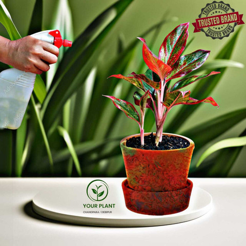 YourPlant Aglaonema Plant Price in India - Buy YourPlant Aglaonema Plant  online at Flipkart.com