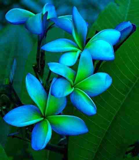 perennial-no-yes-plumeria-kath
