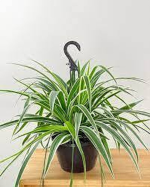 ABEFARIYA Spider Plant Price in India - Buy ABEFARIYA Spider Plant online  at Flipkart.com