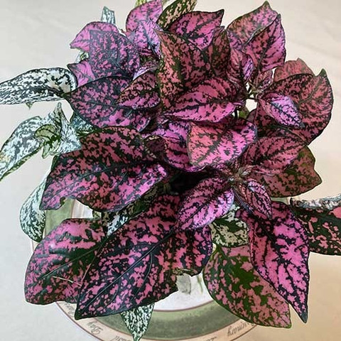 FloraFusion Dieffenbachia Plant Price in India - Buy FloraFusion  Dieffenbachia Plant online at Flipkart.com