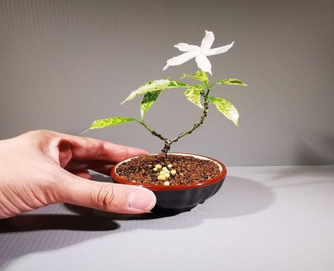 jasmine♡単品でのお値下げ不可さめ専用ページ Evergreen Jasmine Plant Price in India - Buy Evergreen Jasmine