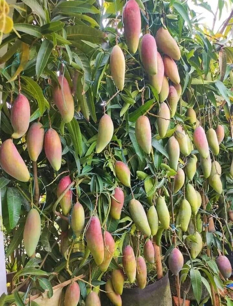 Axotic Grafted Mango Plant