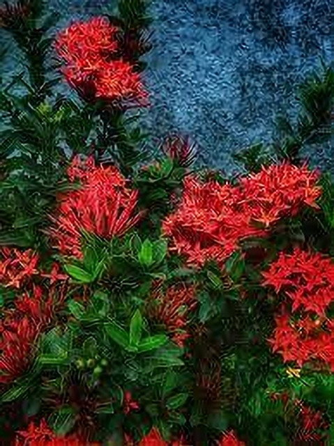 オクリサ_ン GreenyOn Ixora Singaporensis Red Flowering Plant Price in India