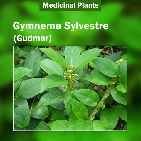 ABEFARIYA Gurmar Plant Price in India - Buy ABEFARIYA Gurmar Plant online  at Flipkart.com