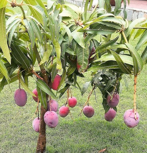 Mature Harvest Stage