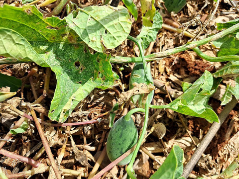 VKda shunchaki mushuk VKda shunchaki mushuk