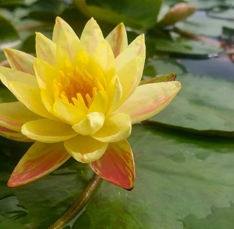ibains Yellow water lily flower bulbs seed Seed