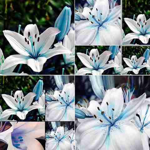 50-xlr-23-blue-rare-lily-seeds