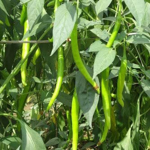 Aywal Green chilli plant Seed Price in India - Buy Aywal Green chilli plant Seed online at Flipkart.com