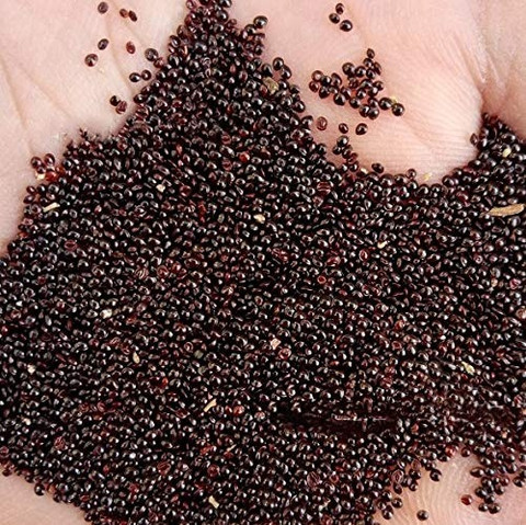 Aro Amaranthus Red, Tottakura Seed Price in India - Buy Aro