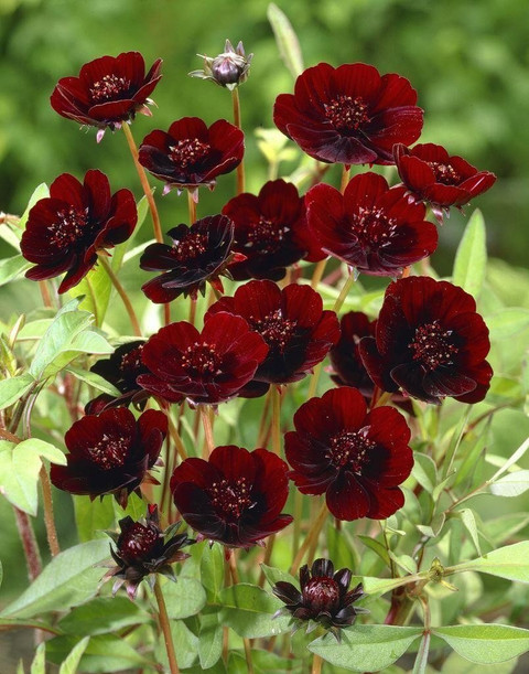 Aywal Cosmos - Double Click Mixed - High Germination Seed Price in India - Buy Aywal Cosmos - Double Click Mixed - High Germination Seed online at Flipkart.com