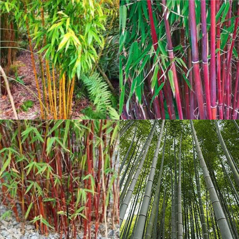 Big Bamboo Slot Visual