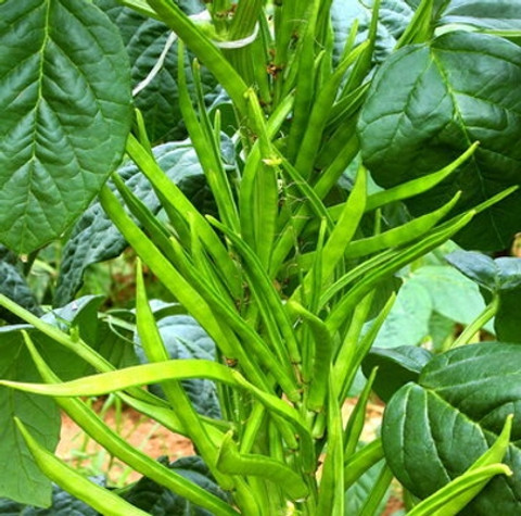 monstera variegata wetstick Variegated Monstera Wet Sticks (5 Pack)  Plants For All Seasons