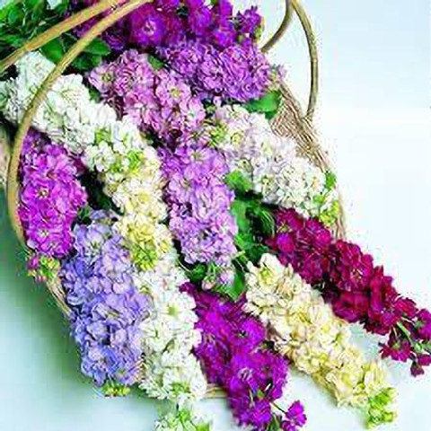 KANAYA Stock Matthiola Incana Hybrid Flower Seed Price in India
