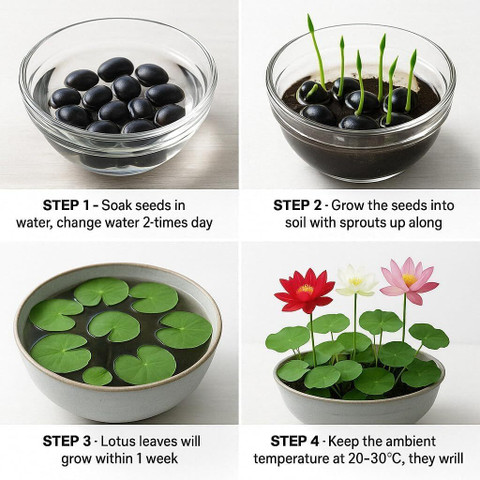 medicinal plant seeds Medicinal Herb Garden Seed Collection #11 main image 1