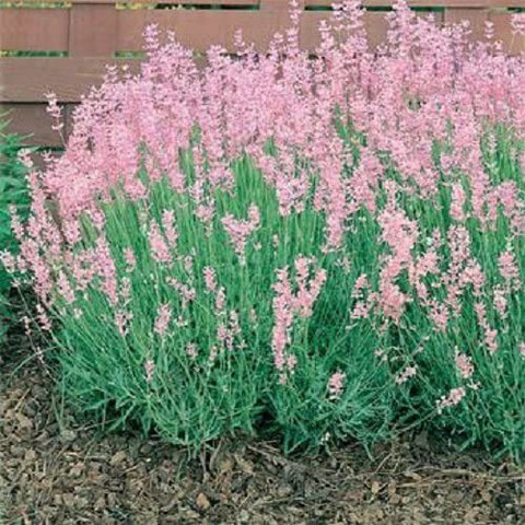 WILLVINE GUA-246 Pink Lavender Flower Seeds Seed Price in India