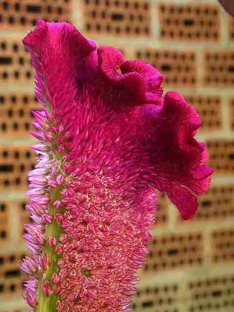 KANAYA Amaranthus Mixed Color Flower Seeds For All Season Seed