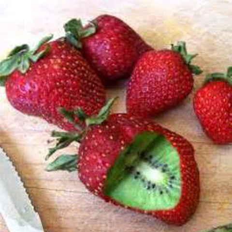 WILLVINE Seeds Strawberry Shape Fruit Seed Hardy Climber, New
