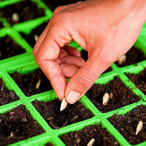 Pumpkinsさん専用 WILLVINE LX-139 Connecticut Field Pumpkin Cucurbita pepo Seed