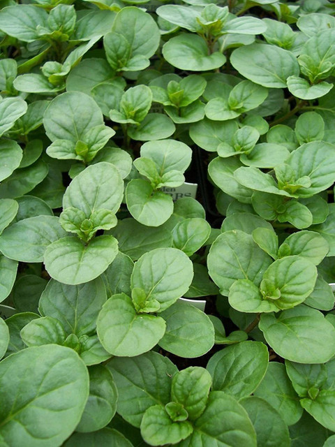 fog plants Fog Light Hosta – NH Hostas
