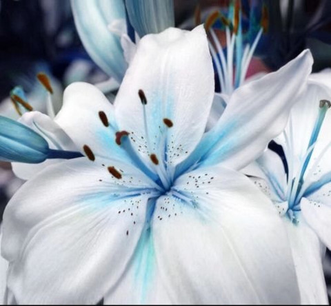 LILy　N organic Plenium DIVINE ™ZX-Blue Lily Plant Seeds Potted Lilium Flower Perfume