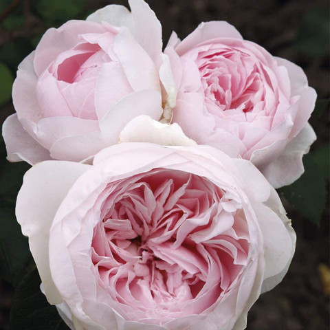 ROŚE’s choice CYBEXIS ATS-84 - Climbing Rose by Roses - (100 Seeds) Seed Price