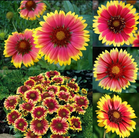 Aywal Gaillardia Flower Seed Price in India Buy Aywal Gaillardia