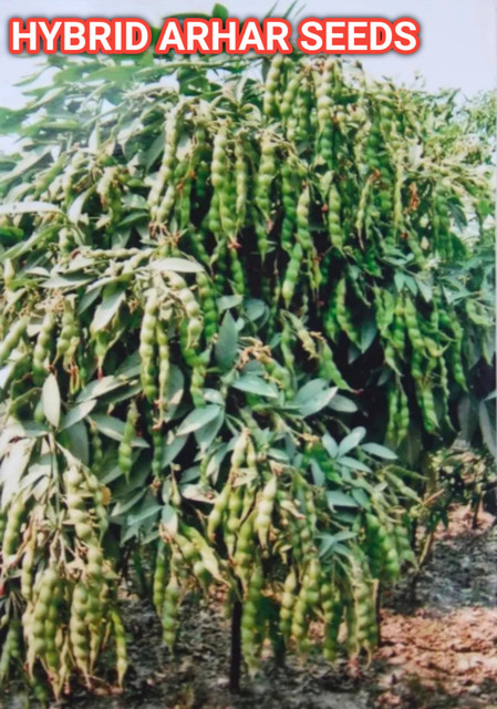 copper for plants The Smethwick Spritzer By Haws Coppper