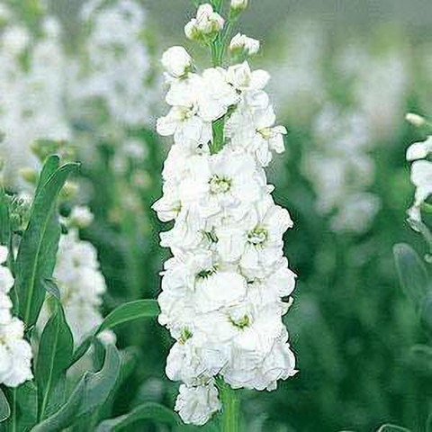 KANAYA Stock Matthiola Incana Mixed Color Flower Seed Price in