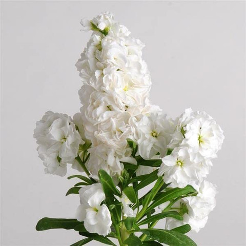 KANAYA Stock Mix Seed Price in India - Buy KANAYA Stock Mix Seed
