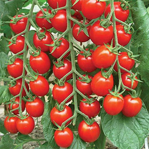 TRICONE Hybrid Hard Rock Tomato Plant Seeds Tamatar Beej 100 Seeds