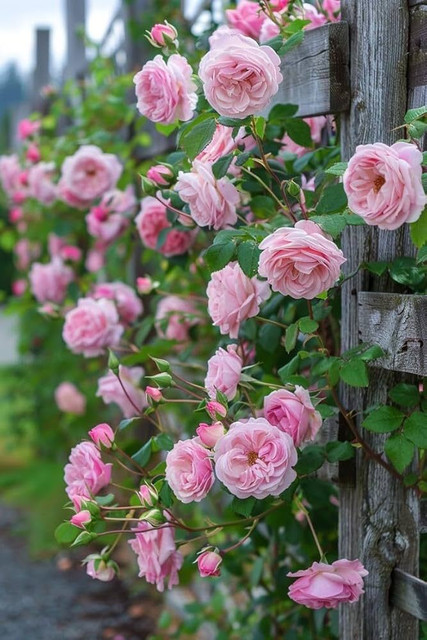 SmieTrz Elegant Climbing Rose Flower Seeds Fragrant flowers all season Seed  Price in India - Buy SmieTrz Elegant Climbing Rose Flower Seeds Fragrant  flowers all season Seed online at Flipkart.com