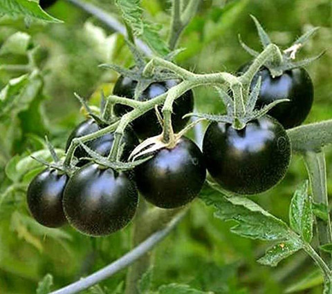 KANAYA Tomato Black Opal Seed Price in India - Buy KANAYA Tomato Black Opal  Seed online at Flipkart.com