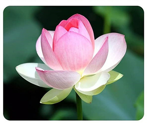 VibeX VXI-36 - Lotus Flower - (270 Seeds) Seed Price in India