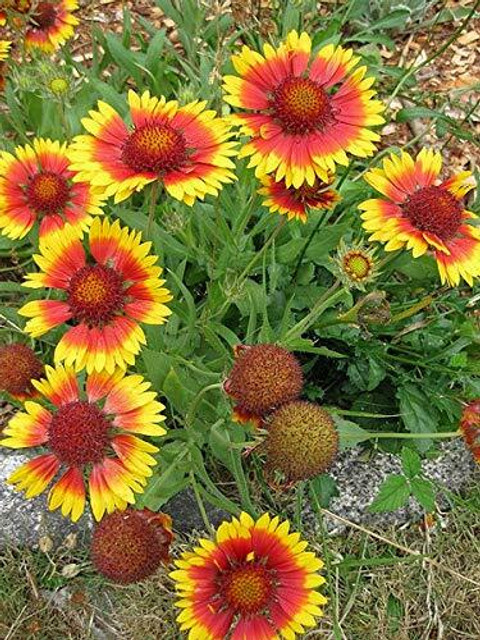 Aywal Gailardia Aristata, Blanket flower, Common Blanket Flower, Great  Blanket Flower Seed