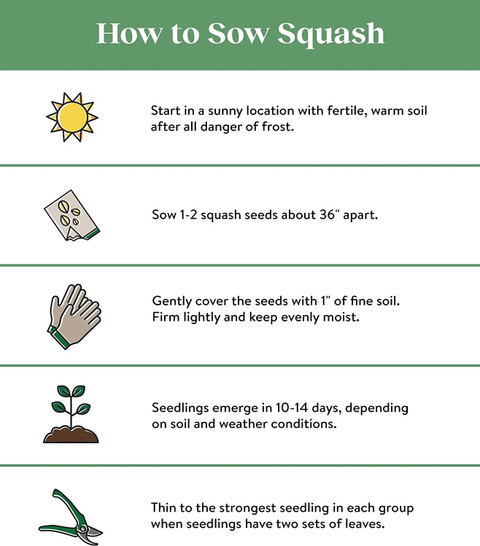 VibeX ® VXI-97 Crookneck Yellow Squash Seeds Seed Price in India