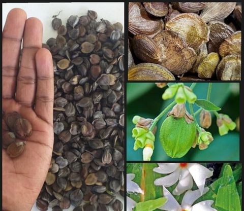 GROWN Parijat Flower Plant Seed For Planting & Gardening - 375 Seed Price  in India - Buy GROWN Parijat Flower Plant Seed For Planting & Gardening -  375 Seed online at Flipkart.com