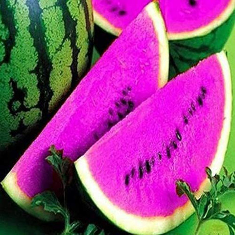 WILLVINE XL-403 Watermelon Fruit Seeds for Planting Blue Seed