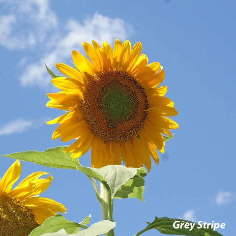 WILLVINE GBPUT-113 Grey Stripe Sunflower Seed Price in India - Buy