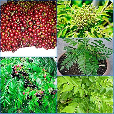 AVRAJIT Curry leaf tree seed,Curry plant seeds,Sweet neem seeds,Kadi patta  Seed Price in India - Buy AVRAJIT Curry leaf tree seed,Curry plant seeds,Sweet  neem seeds,Kadi patta Seed online at Flipkart.com